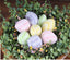 Egg Fills set of 8 Pastels Napkin ON110031